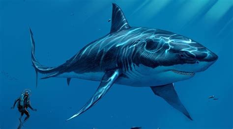 megalodon köpekbalığı boyu